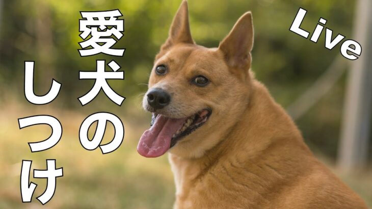 【ライブ】愛犬のしつけ相談所