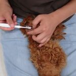 犬の幼稚園 モコちゃんとトレーニング