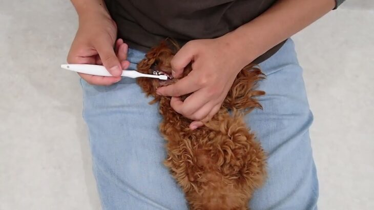 犬の幼稚園 モコちゃんとトレーニング