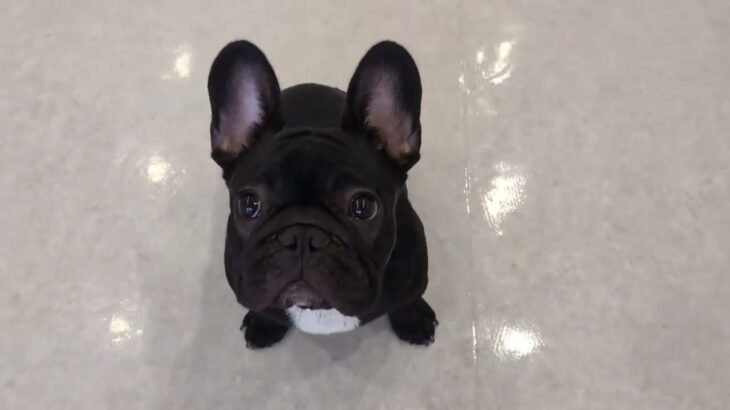 犬の幼稚園 でぃのくんとトレーニング