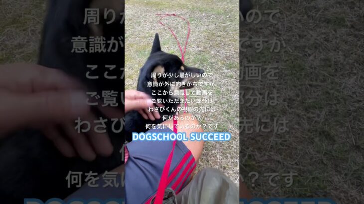 ドッグスクールサクシード⭐︎訓練士目線を皆さんも感じ取ってね☺️#ドッグスクールサクシード #ドッグスクール #柴犬 #湘南 #犬しつけ #しつけ教室 #平塚 #しつけ動画
