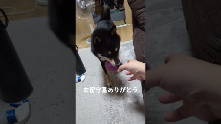 お留守番したあと運動#豆柴の日常 #豆柴しつけ #柴犬 #可愛い犬動画 #可愛い #