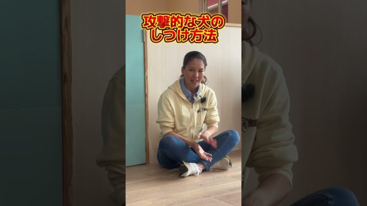 家庭内で、犬とのルールが必要だと思いますか？✨#ドッグトレーナー #イヌバーシティ #子犬育て #いぬのいるくらし #しつけ #子犬のしつけ #ドッグビヘイビアリスト #犬のいる暮らし
