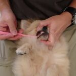 犬の幼稚園 ぷぅくんとトレーニング