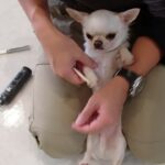 犬の幼稚園 コハクくんとトレーニング