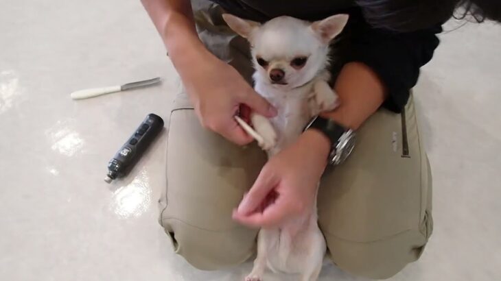 犬の幼稚園 コハクくんとトレーニング
