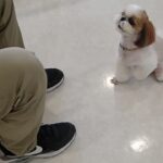 犬の幼稚園 さくらちゃんとトレーニング
