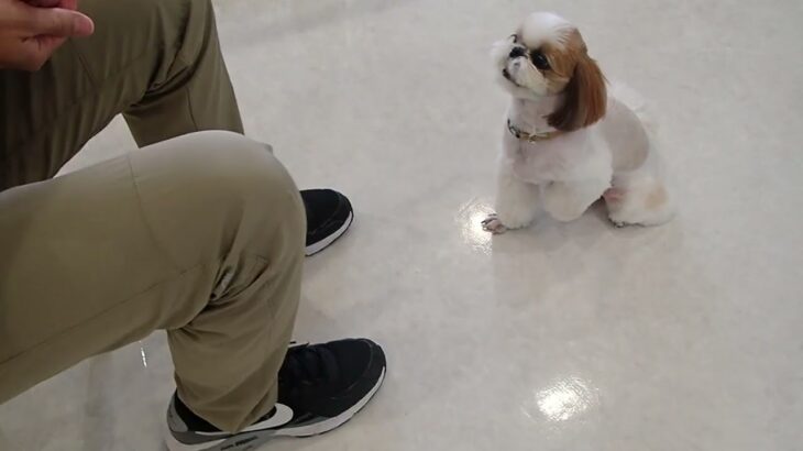 犬の幼稚園 さくらちゃんとトレーニング