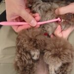 犬の幼稚園 雨ちゃんとトレーニング
