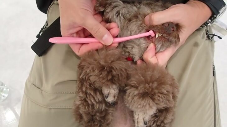 犬の幼稚園 雨ちゃんとトレーニング