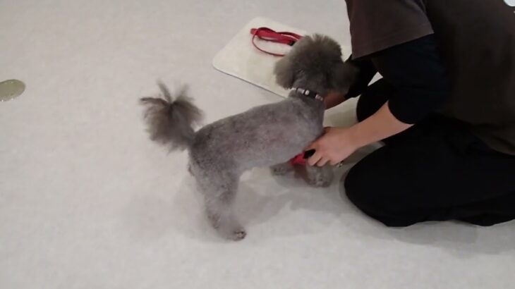 犬の幼稚園 輪くんとトレーニング
