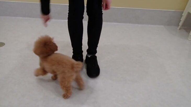 犬の幼稚園 キャンディベルくんとトレーニング