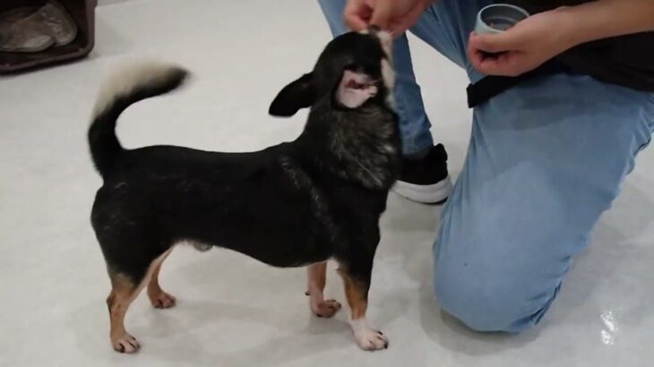犬の幼稚園 こつぶくんとトレーニング