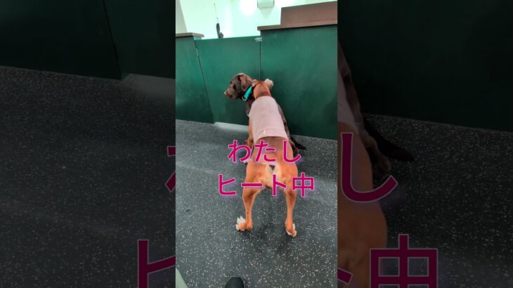 #ボクサー犬 #ラブラドールレトリバー #ドッグトレーナー #犬のしつけ #ヒート