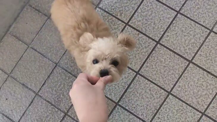 犬の幼稚園 ミアちゃんとトレーニング