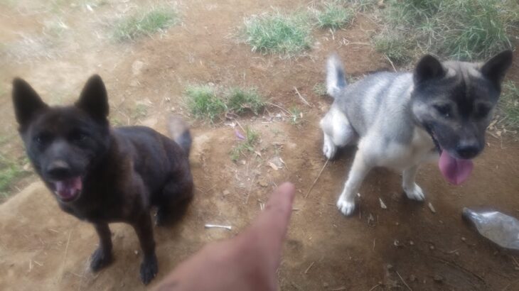 日本犬 しつけライブ配信中！