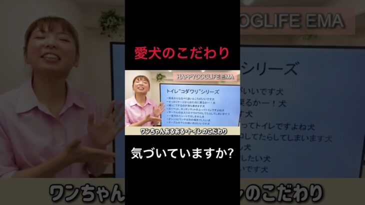 【犬 トイレトレーニング】トイレがうまく教えられない理由はこれかもしれない！犬のしつけエマ犬アカデミー【犬のしつけ＠横浜】 #子犬しつけ #横浜しつけ教室 #トイレトレーニング