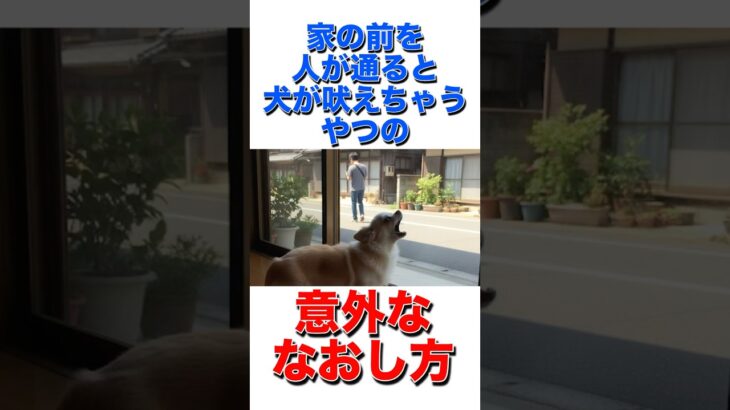 家の前を人が通ると犬が吠えちゃうやつの意外ななおし方 #犬 #犬のしつけ #吠える