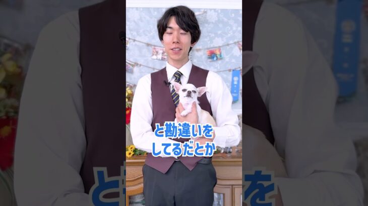 【犬の質問】どうして犬は靴下やスリッパを咥えてくるの？