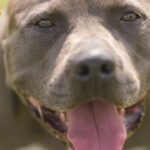 【ライブ】犬のしつけ相談と雑談９月９日１８時より配信
