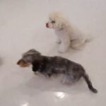 犬の幼稚園 ぽてとくん＆ぎんくんとトレーニング