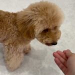 犬の幼稚園 そらくんとトレーニング