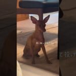 【絶対に譲らない犬と飼い主】#ミニピン #ミニチュアピンシャー #アヤノとたまに犬 #ペット #しつけ #トレーニング #犬 #面白い #vlog #気が強い #ペット動画 #コメント大歓迎