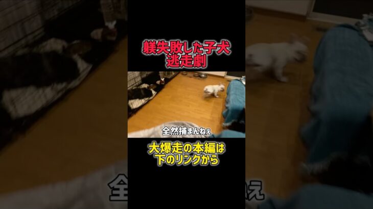ハウス拒否で全力逃走する子犬www #子犬#フレンチブルドッグ#犬動画#ハウス拒否#犬のしつけ#おもしろ犬#逃げる犬#犬好きさんと繋がりたい#犬のいる生活#癒し動画