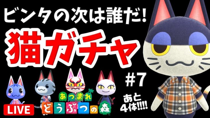 【あつ森】猫住民を集める全力離島ガチャ！！ビンタに続け！！#7【住民厳選】