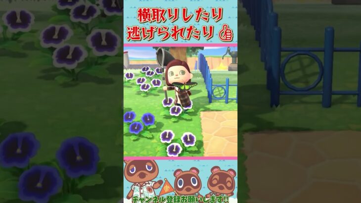 【あつ森】住民から虫を横取りする女島クリエイター：むい【あつまれどうぶつの森】【Animal Crossing New Horizons】#Shorts