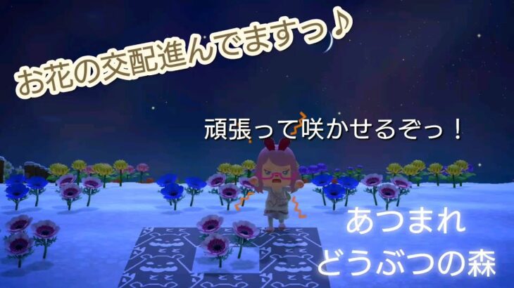 【あつ森】＃64、昨日あの後悪化しました・・・＞＜配信✨【あつまれ どうぶつの森】400日以上毎日連続配信！！