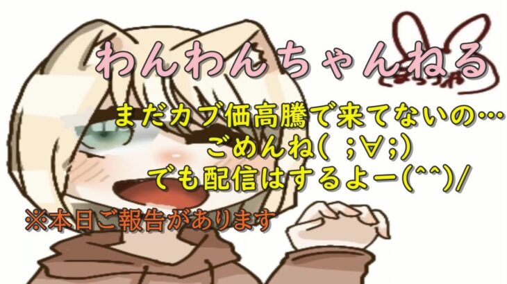 【あつ森】カブ価高騰してないけど、配信はするーーーー‼【ご報告あり】