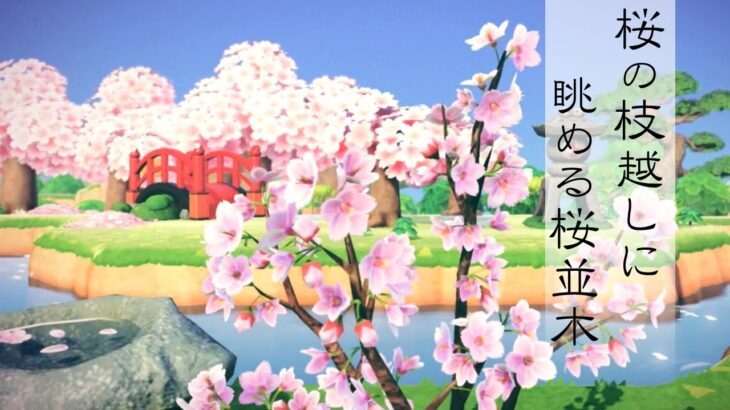 【あつ森】桜の枝越しに眺める桜並木【実況】【あつまれどうぶつの森】（2023.4.4）