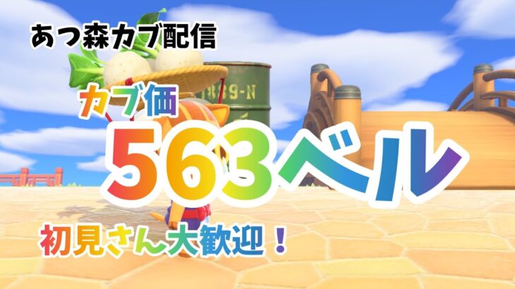 【あつ森】カブ価 563ベル無料開放中！！（概要欄にルール記載）