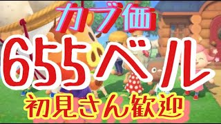 【あつ森とテトリス】カブ価616ベル島604ベルや586ベル島など　ライブ参加型　～チョコバッキー～