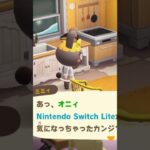 【あつ森】Nintendo Switch Liteの発音 #shorts #あつ森
