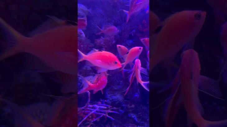 #aquarium #japan #kanagawa #あつ森 #あつまれどうぶつの森 #熱帯魚?#コラボ #八景島シーパラダイス #水族館 #beautiful