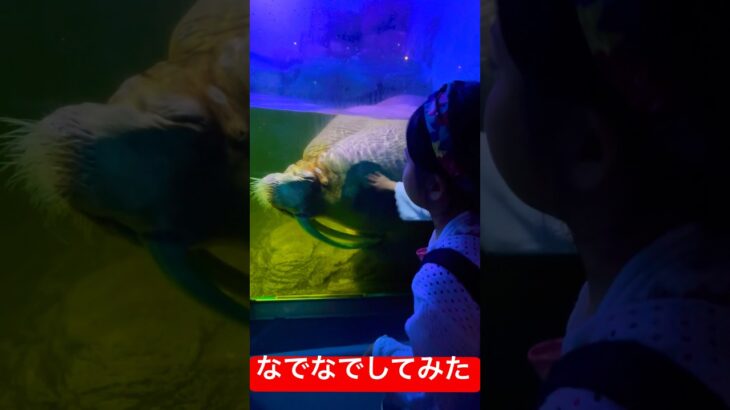 #八景島シーパラダイス #セイウチ #巨大#なでなで #人懐っこい#あつ森 #コラボ #japan #kanagawa #水族館#Aquarium#walrus