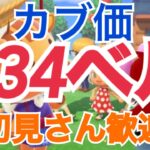 【あつ森とテトリス】カブ価634ベル島552ベル島など雑談　ライブ参加型