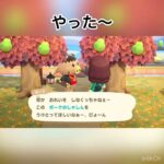 ポークさんから写真ゲット　#animal #animalclossing #animalcrossing #あつ森 #あつまれどうぶつの森 #vlog #shorts