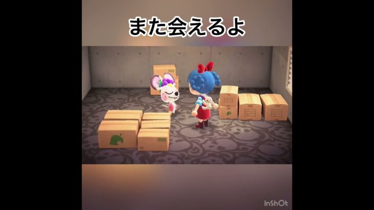 イザベラちゃんお引越し。ありがとう。またね。　#animal #animalcrossing #vlog #あつ森 #あつまれどうぶつの森 #acnh #shorts