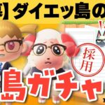 【あつ森】離島ガチャでジャックを探そう！｜ちゃちゃまると探す新住民【生配信】