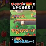 チャンプに勝負をしかけられた！【あつ森】#Shorts #あつ森 #あつまれどうぶつの森 #ゲーム実況