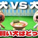 【あつ森】犬VS犬！より賢い犬はどちらか決めます#54【あつまれどうぶつの森】