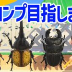 【あつ森】まだ見ぬ虫を探して離島で虫取りツアーだ！🏝️あつまれどうぶつの森｜acnh