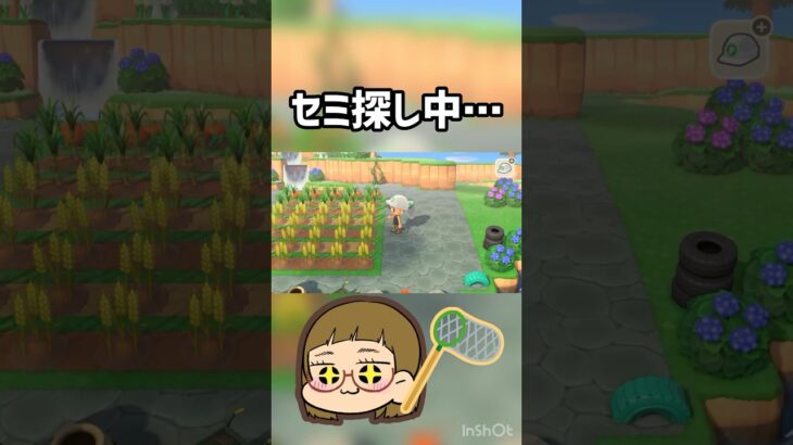 【あつ森】セミを捕まえにいざ出陣🎌#ゲーム実況 #ゲーム配信 #ゲーム実況者 #あつ森 #あつまれどうぶつの森 #short #shorts #shortfeed #shortvideo