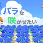 【あつまれどうぶつの森】青バラを咲かせたい！【あつ森】【Animal Crossing: New Horizons】