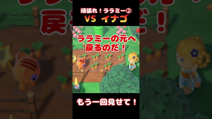 頑張れ！ララミー②　VSイナゴ【あつ森】#Shorts #あつ森 #あつまれどうぶつの森 #ゲーム実況