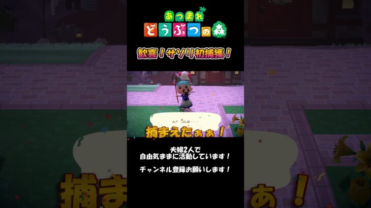 【速報】今週の夫婦的あつ森ニュース #ゲーム #switch #任天堂 #任天堂switch #あつ森 #animalcrossing