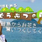 【あつまれ どうぶつの森】離島ガチャして虫取り大会に備えてお花を植える【あつ森】